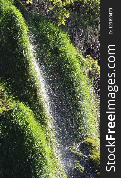 Vegetation, Water, Nature Reserve, Grass