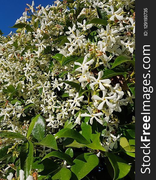 Plant, Flora, Flower, Flowering Plant