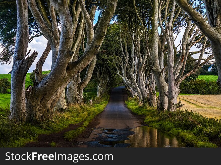 The Dark Hedges, Located between Armoy and Stranocum in County Antrim, Northern Ireland. It is an avenue of beech trees along Bregagh Road between. The Dark Hedges, Located between Armoy and Stranocum in County Antrim, Northern Ireland. It is an avenue of beech trees along Bregagh Road between.