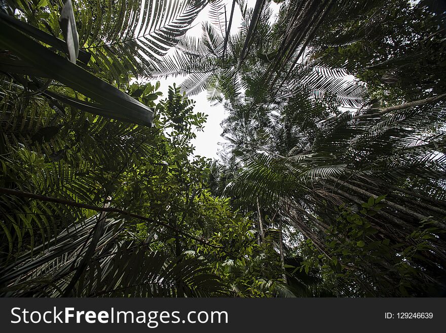 Canopy in the jungle on Pangkor island, Malaysia. Canopy in the jungle on Pangkor island, Malaysia