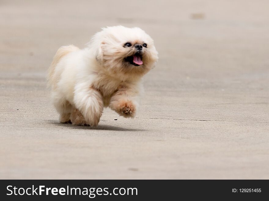 Dog running on the road. Dog running on the road