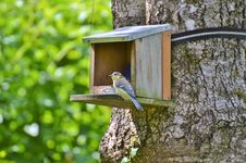 Free Bird, Bird Feeder, Bird Food, Fauna Stock Images - 129291824