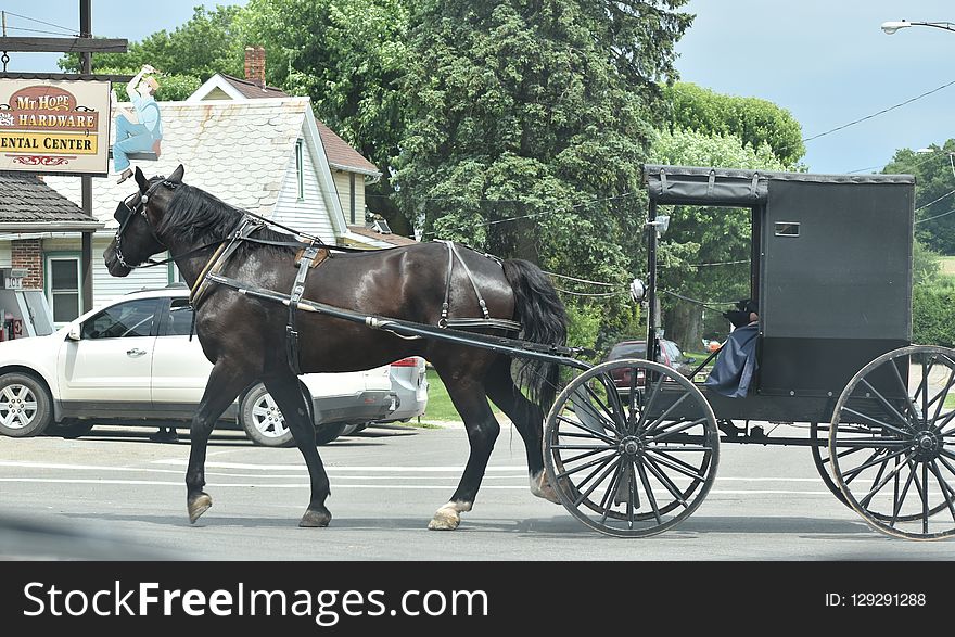 Horse And Buggy, Carriage, Horse Harness, Mode Of Transport