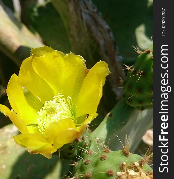 Eastern Prickly Pear, Flowering Plant, Plant, Prickly Pear