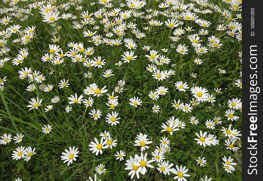 Flower, Plant, Chamaemelum Nobile, Oxeye Daisy