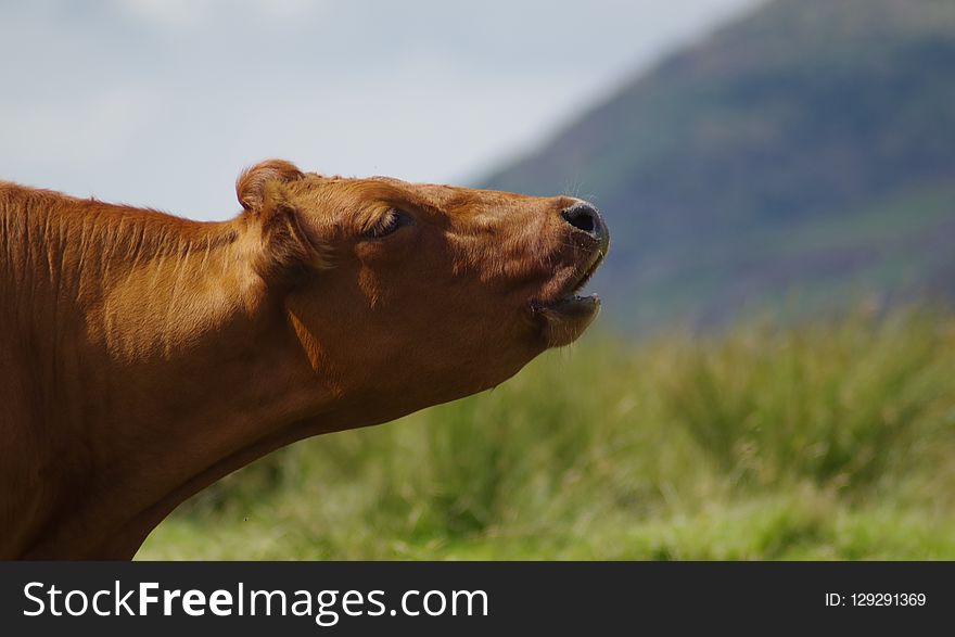 Cattle Like Mammal, Grassland, Ecosystem, Pasture