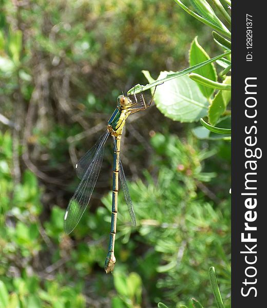 Damselfly, Dragonfly, Insect, Dragonflies And Damseflies