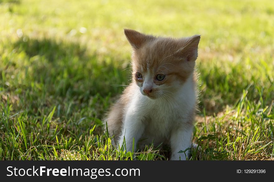 Cat, Mammal, Small To Medium Sized Cats, Whiskers