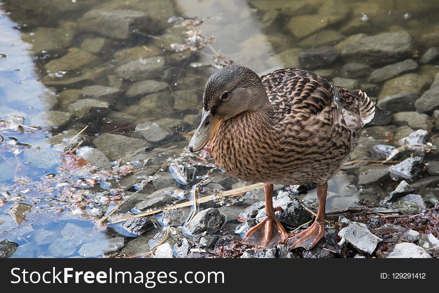 Bird, Duck, Water Bird, Water