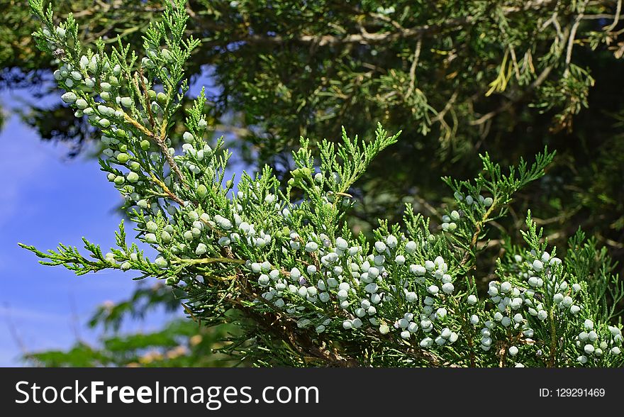 Plant, Tree, Flora, Branch