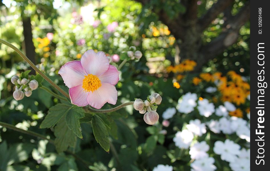 Flower, Plant, Flora, Flowering Plant