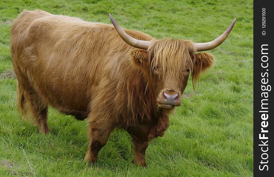 Horn, Cattle Like Mammal, Highland, Grazing