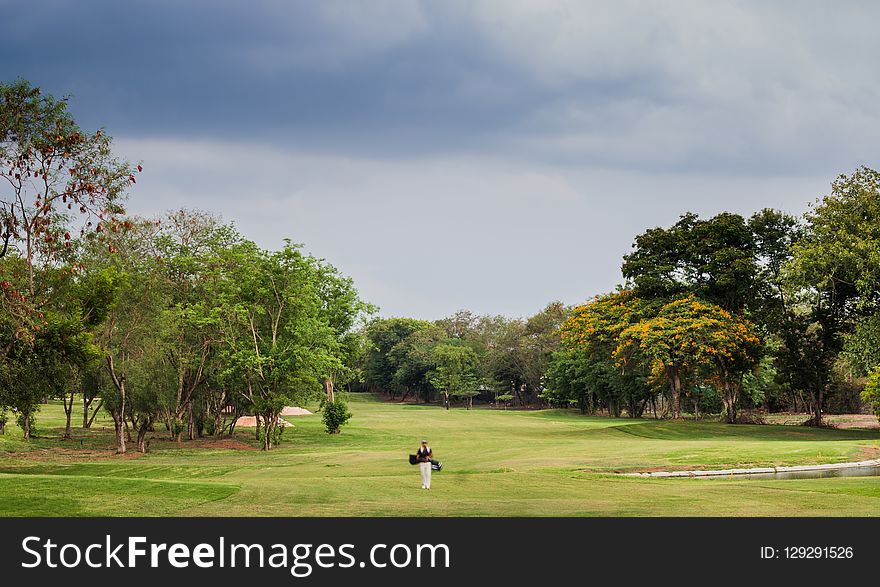 Nature, Sky, Golf Course, Tree
