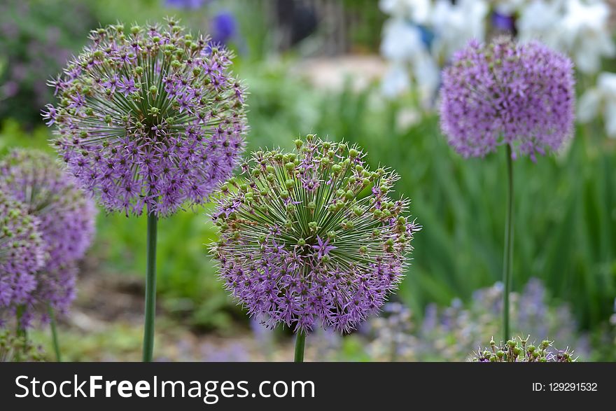 Plant, Purple, Flora, Flower