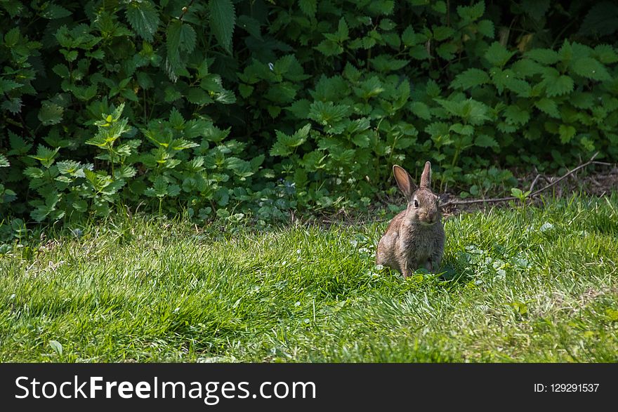 Wildlife, Fauna, Ecosystem, Mammal