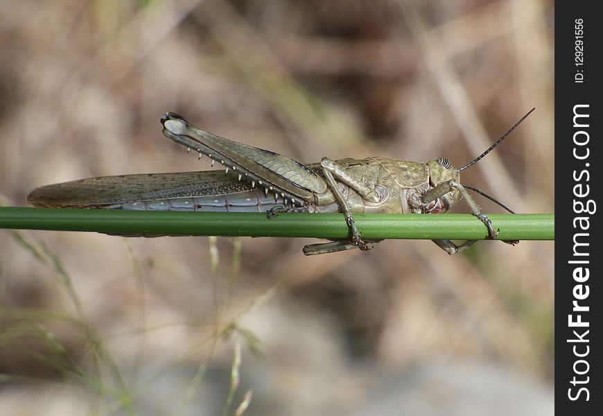 Insect, Invertebrate, Fauna, Damselfly