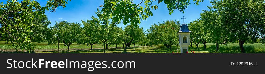 Tree, Agriculture, Grove, Field