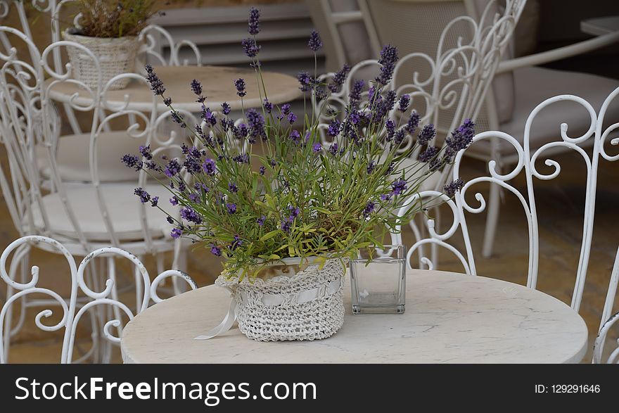 Flower, Purple, Flower Arranging, Lavender