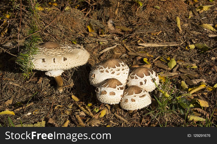 Fungus, Mushroom, Agaricaceae, Edible Mushroom