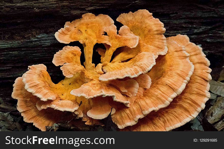 Fungus, Hen Of The Wood, Edible Mushroom, Mushroom