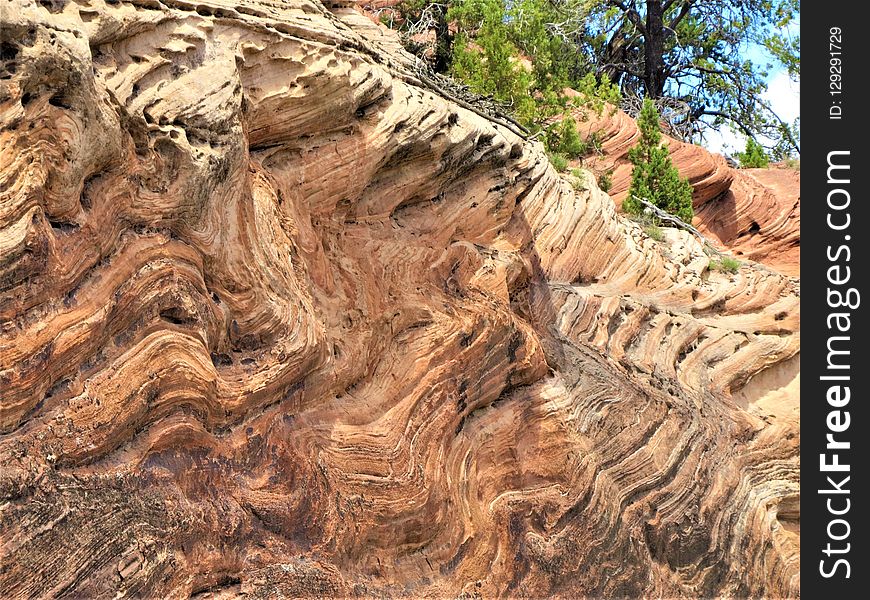 Rock, Tree, Soil, Geology