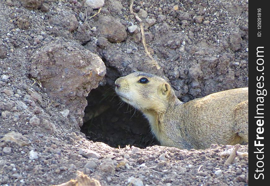 Fauna, Mammal, Prairie Dog, Squirrel