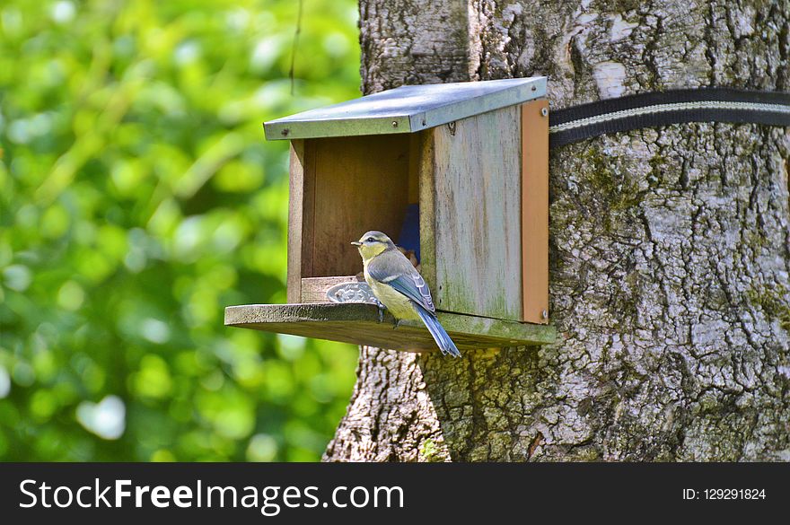 Bird, Bird Feeder, Bird Food, Fauna