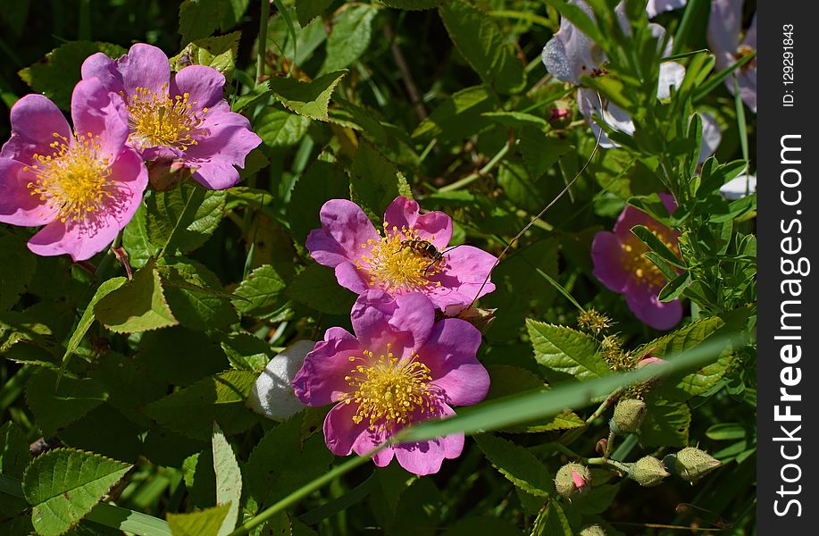 Flower, Plant, Flowering Plant, Rose Family