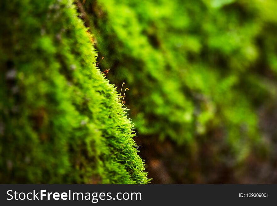 Green moss is macro, soft focus