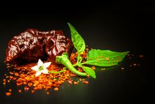 Chili Pepper On Black Background. Space Under The Text. Extra Hot Chili Pepper Naga Bhut Jolokia Chocolate. Healthy Spice. Sale C Royalty Free Stock Image