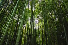 Old Bamboo Trees In Bamboo Grove Stock Photo