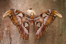 Atlas Butterfly - Attacus Atlas, The Biggest Butterfly - Royalty Free Stock Images