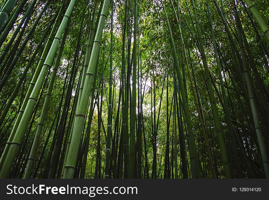 Old green bamboo trees in bamboo grove. Old green bamboo trees in bamboo grove