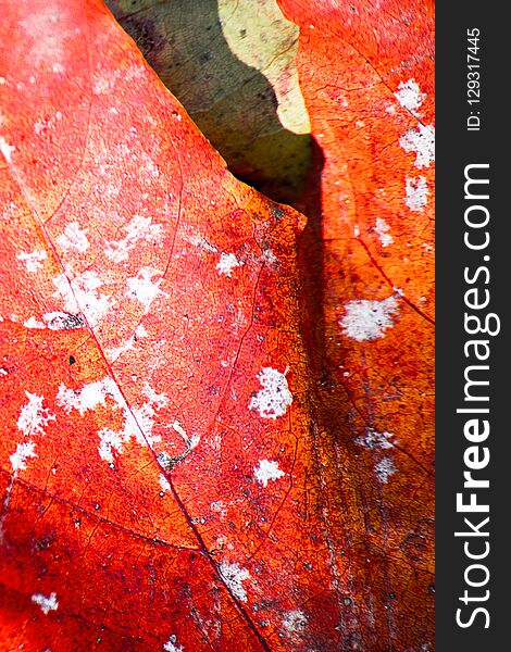 Decay Red Leaf Of Tree Is Macro