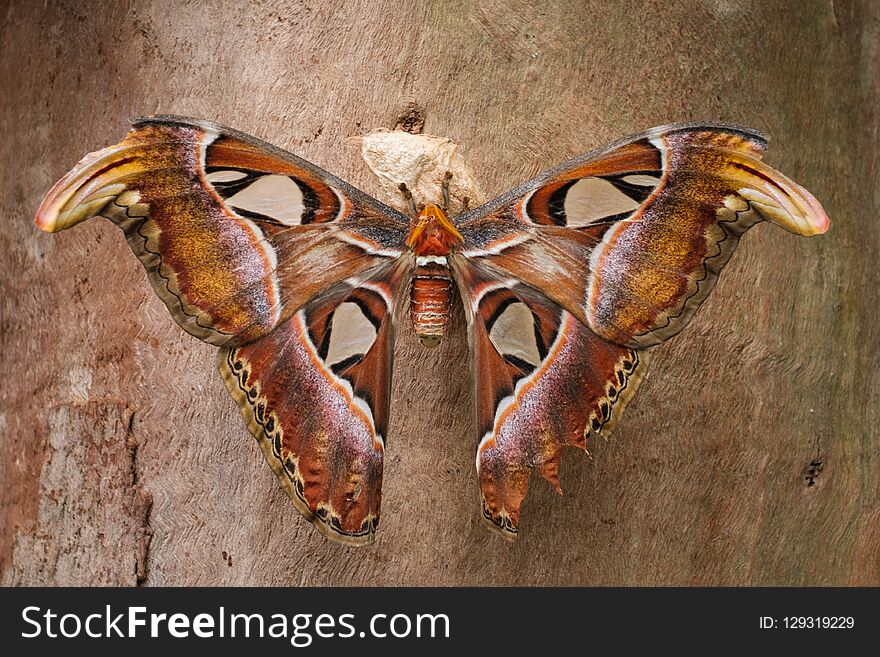 Atlas Butterfly - Attacus Atlas, the biggest butterfly -