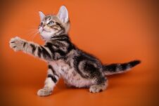 American Shorthair Cat On Colored Backgrounds Stock Photo