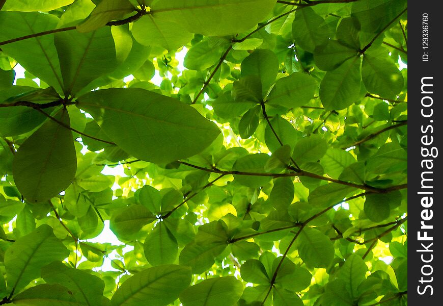 Watercolor Painting Image - Green Leaves On The Trees