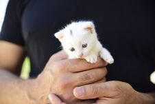 Tender And Fluffy White Kitten Nestled In The Hands Royalty Free Stock Images