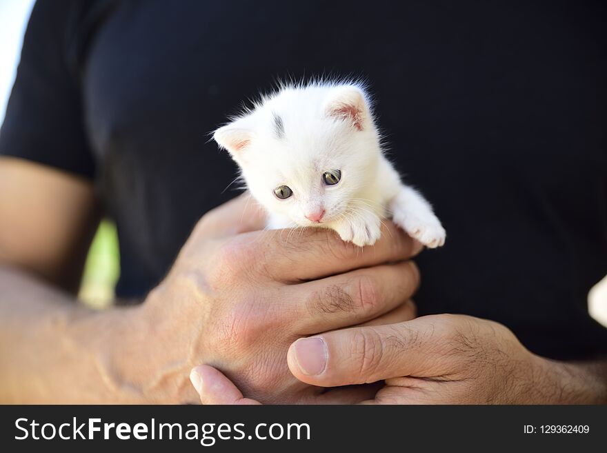 Tender and fluffy white kitten nestled in the hands