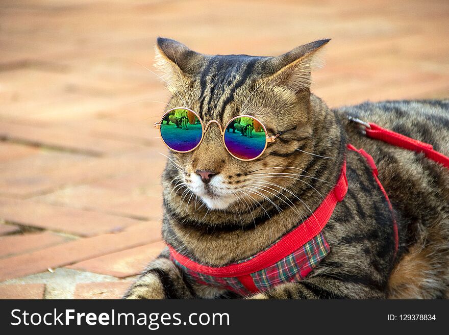 Cool cat wearing round sunglasses