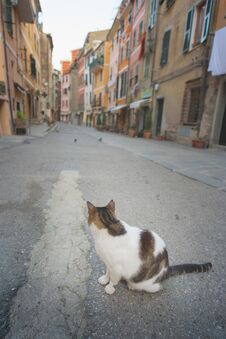 Cat On The Street - A Cat In A Charming Street In Vernazza, Liguria Stock Photo