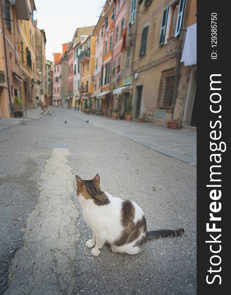 Cat on the street - A cat in a charming street in Vernazza, Liguria, Italy.