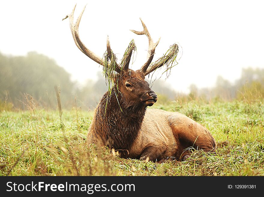 Mature Bull laying down in grassy meadow. Mature Bull laying down in grassy meadow