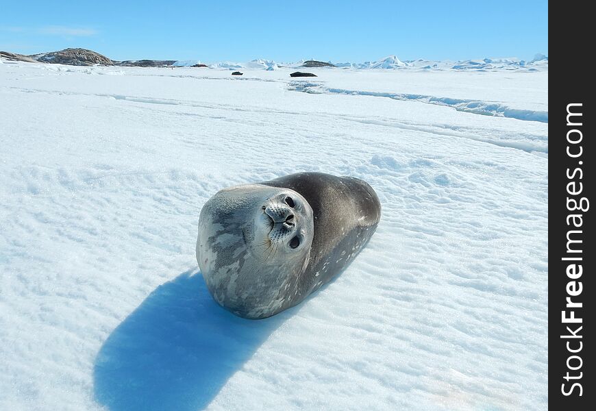 Seal - ringed seal Pusa hispida, lying in the snow on a sunny day and looking at the camera.
