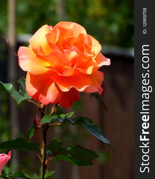 Beautiful tea rose on the garden