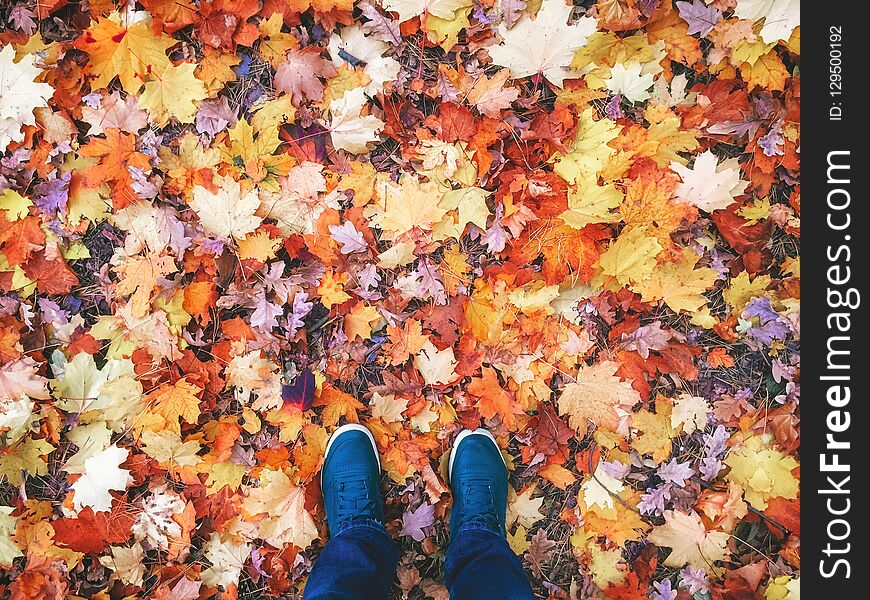 Male legs in sneakers outdoor on the background of beautiful autumn leaves. Autumn background. Male legs in sneakers outdoor on the background of beautiful autumn leaves. Autumn background