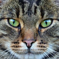 Wild Cat With Green Eyes Close Up Stock Image