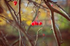 Red Berries On An Autumn Tree Stock Photo Red Berries On An Autumn Tree Stock Photo