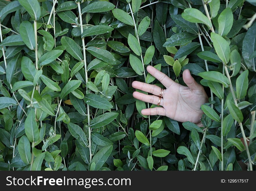 Ornamental plants have human hands coming out of the leaves