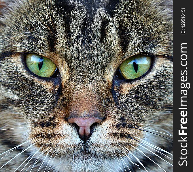 Wild cat with green eyes close up